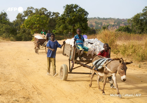 Transport de coton dans le sud du Mali le 25 novembre 2018 - Michele Cattani - AFP