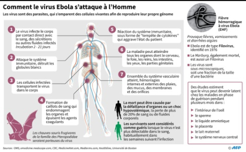 Comment le virus Ebola s'attaque à l'homme - John Saeki, Adrian Leung - AFP John Saeki/Adrian Leung - AFP