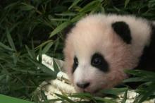 Fu Bao, bébé panda né en Corée du Sud, fait sa 1ère sortie en public - AFP