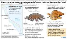 Fichas sobre la estrella de mar depredadora de corales y el gasterópodo depredador de esa estrella de mar, que amenaza la Gran Barrera de Coral.