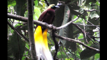 Dans la jungle de Papouasie, menace sur les oiseaux de Paradis