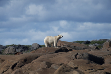 Au Canada, les ours polaires face au réchauffement climatique