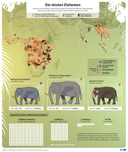 Die letzen Elefanten