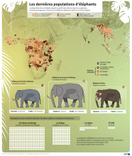 Les dernières populations d'éléphants