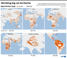 shrinking big cat territories