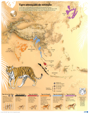 Tigre ameaçado de extinção