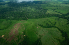 Dégradation de la forêt amazonienne