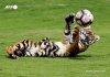 Un tigreau joue avec une balle dans un zoo Al-Buqaish  Emirate of Sharjah Karim Sahib-AFP 